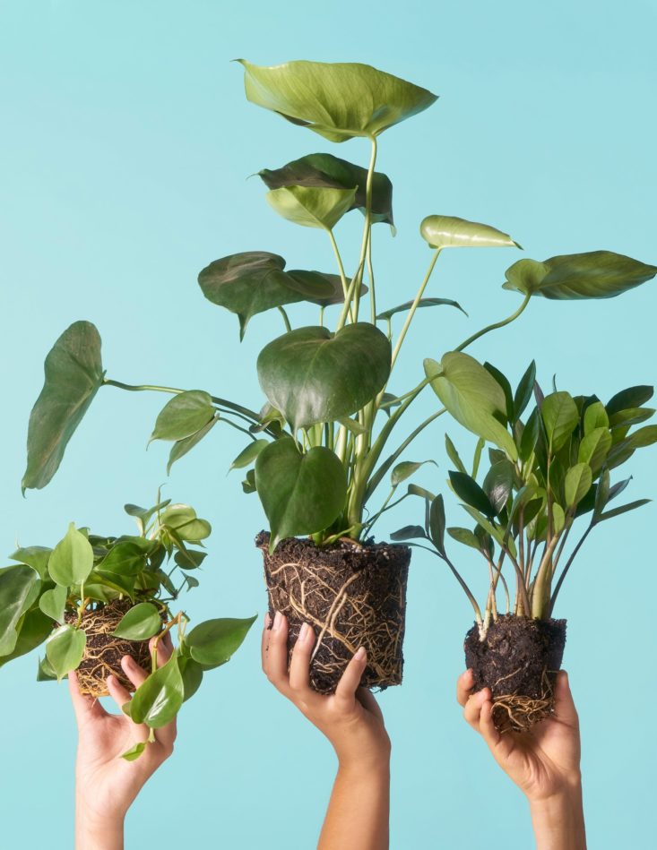 Image of The Sill monthly garden subscription plants.
